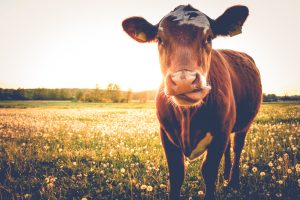 moo cow in the sun